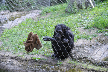 affe gorilla schimpanse versuchstier tierversuche gefangen gefangenschaft traurig zoo