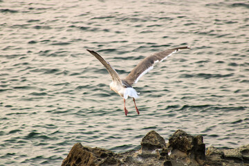 seagull in flight 2