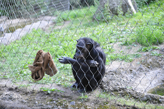 affee hinter gittern zoo versuchstier