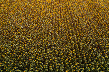 Aerial view of large endless blooming sunflower field in summer from drone pov