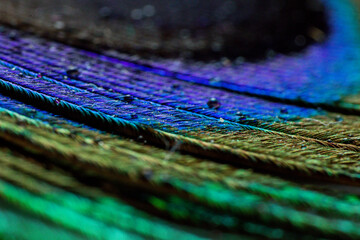 Various views of a peacock feather