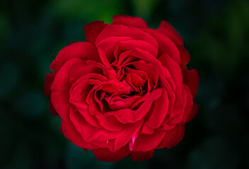 Giant red rose
