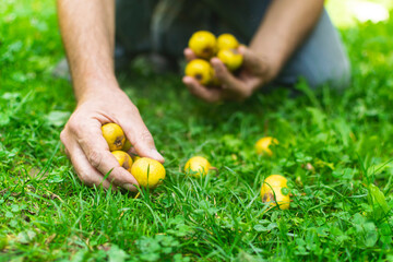 Man picking  fallen pears from the grass