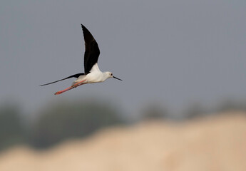 Black-winged Stilt flying at Hamala, Bahrain
