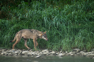 Grey Wolf (Canis lupus) in the natural habitat. Carpathian MOuntains, Bieszczady, Poland.