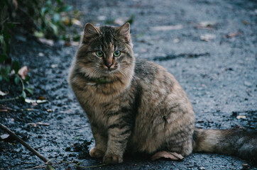 Cute fluffy cat portrait close up in autumn yard