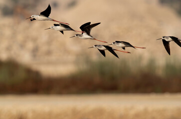 Black-winged Stilts in flight at Hamala, Bahrain