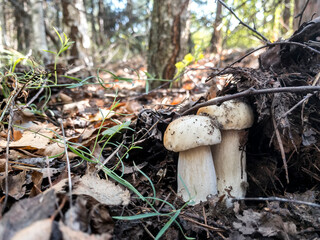 Mushrooms Boletus edulis grow in the forest.