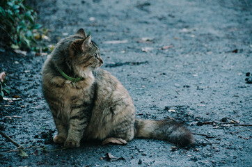 Beautiful young cat portrait close up in autumn yard. Cute feline in october