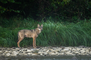 Grey Wolf (Canis lupus) in the natural habitat. Carpathian MOuntains, Bieszczady, Poland.