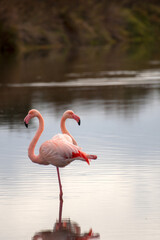 Two flamingos into the Camargue waters, in the South of France, Provence with water mirror image