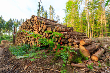 Perspective view on stack of logged trees waiting for transport