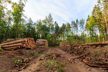 Forest road with piles of timber