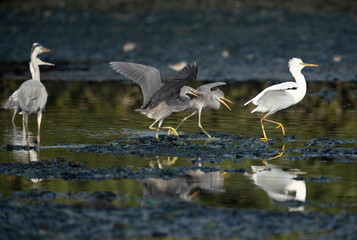 Western reef heron juveniles fighting during morning hours at Tubli bay, Bahrain