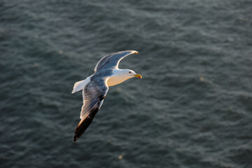 High angle photo of a seagull flying.