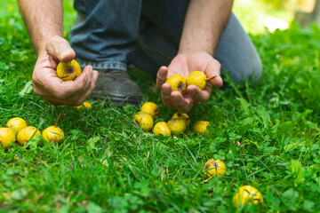 Man picking  fallen pears from the grass