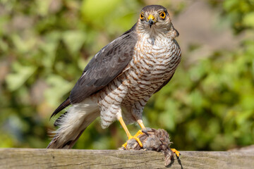 Sparrow Hawk with House Sparrow prey