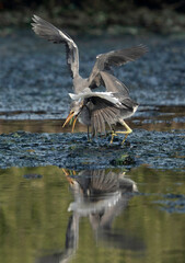 Western reef heron juveniles fighting during morning hours, Bahrain