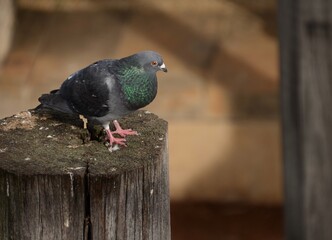 Close up of green breasted pigeon standing on a wooden pole in warm morning light