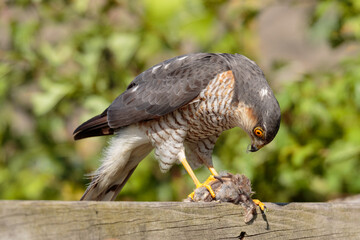 Sparrow Hawk preparing House Sparrow prey