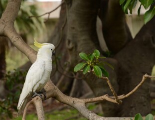 Single cockatoo in perched on a tree branch in close up © A Shot of Bliss