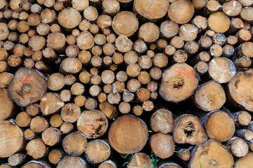 Close up of logs with timber stack