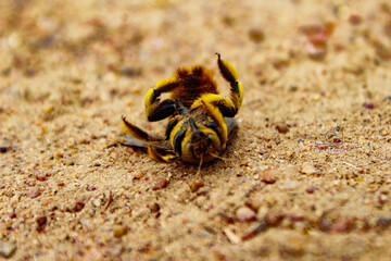 crab on the beach