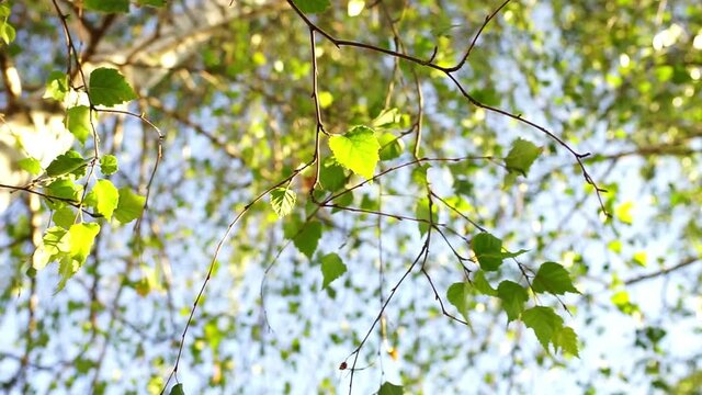 Birch tree closeup in blue sky natural background