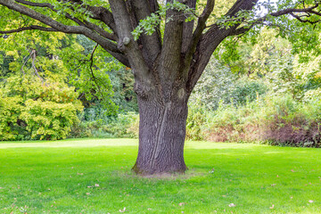 Fototapeta na wymiar Bicentennial oak tree in a city park on a summer sunny day