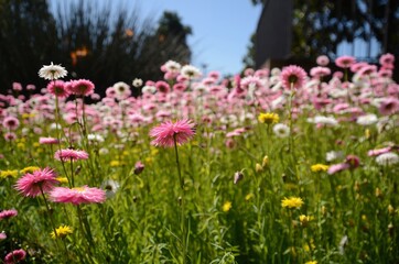 Obraz premium Field of dahlias in pink, yellow and white with trees and sky in background