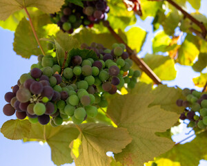 grapes in the garden 