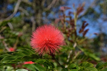 Close up powder puff flower against green and blue background. Botanical name is Calliandra haematocephala.