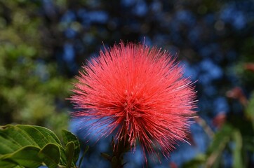 Close up powder puff flower against green and blue background. Botanical name is Calliandra haematocephala.