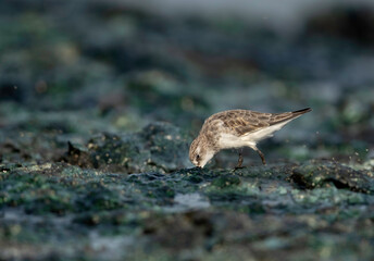 Sanderling feeding at Tubli bay, Bahrain
