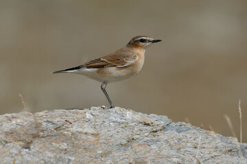 Northern Wheatear (Oenanthe oenanthe)