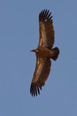 Fototapeta premium Griffon vulture (Gyps fulvus) flying in the blue sky
