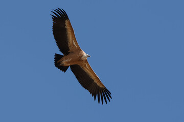 Griffon vulture (Gyps fulvus) flying in the blue sky