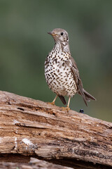 Mistle Thrush (Turdus viscivorus) perched on a branch