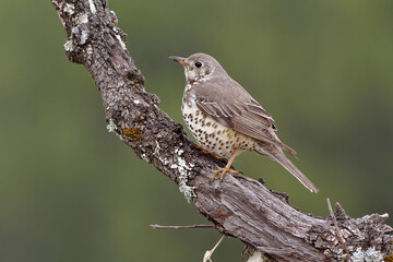 Mistle Thrush (Turdus viscivorus) perched on a branch