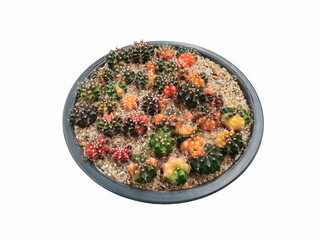 view of many small Mihanovichii cactus in black flowerpot isolated on white background (Gymnocalycium Hybrid Variegated).