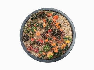Top view of many small Mihanovichii cactus in black flowerpot isolated on white background (Gymnocalycium Hybrid Variegated).