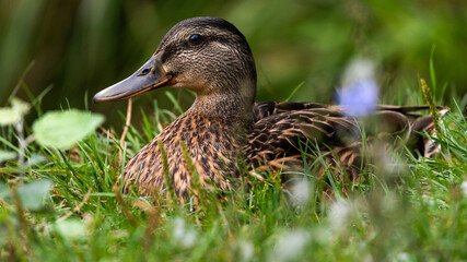 ente, bird, stockente, natur, gras, tier, wild lebende tiere, wild, green