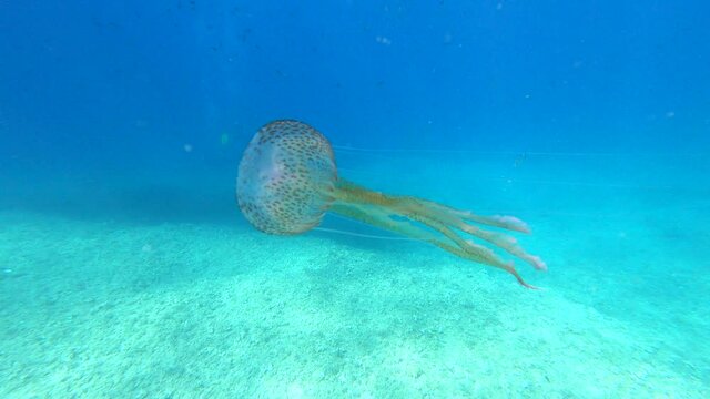 Footage of a Jellyfish (Pelagia noctiluca) in the Mediterranean sea in movement