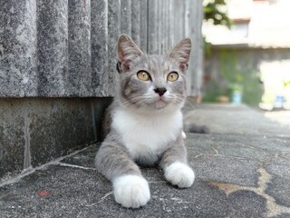 日本福岡県相島のグレー白の猫