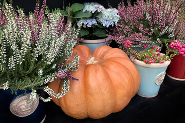 Harvested large orange pumpkin lies among pink blooming heather flowerpots