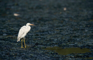 Western reef heron white morphed during morning hours at Tubli bay, Bahrain