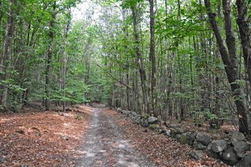 Foresta della Serra Morenica fra Zimone e Magnano - Biella