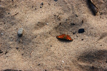 SONY DSC