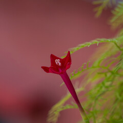 Cypress vine flower