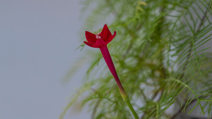 Cypress vine flower